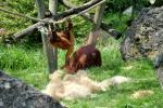 2013 07 06 beauval 137